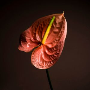 Soli. Anthurium.