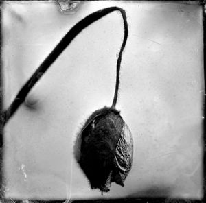 Poppy III