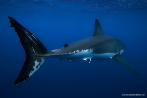 Shark Tale