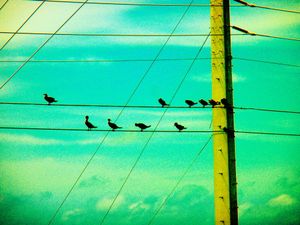 Birds  and Wires
