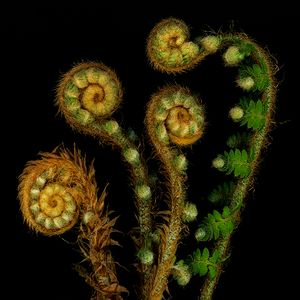 4 Ferns