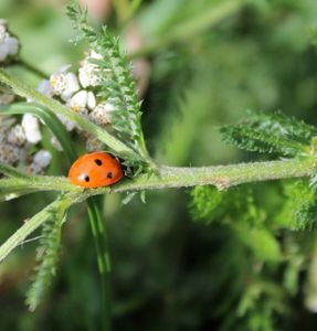 Ladybird Adventures