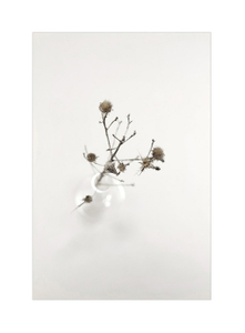 Botanical