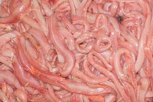Pink Flesh