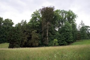 'A Field of Trees' - Bergpark Wilhelmshöhe, Kassel, Germany © Mireille Schellhorn 2012