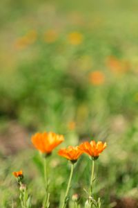Calendulas = Marigold fields (edible flowers)