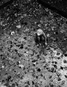 Trapped © Jürgen Novotny