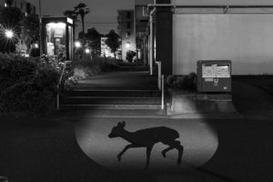 Midnight Adventure