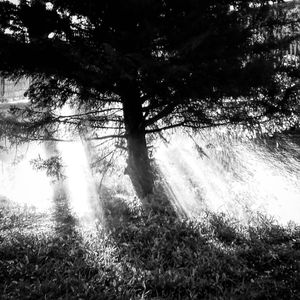 Morning light #6