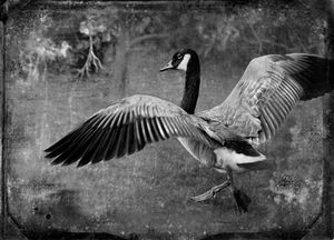 © Dianne Yudelson Canadian Goose