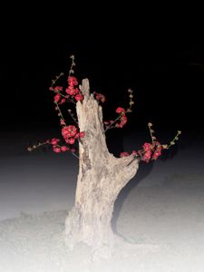 Old Tree Blooming