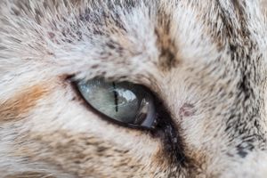 Another cat's eye