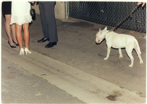 WHITE DOG AT ART OPENING