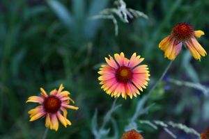 Tickseed - Santa Fe, NM