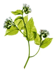 Comfrey on White