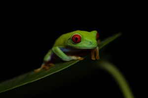 Red-eyed Tree Frog