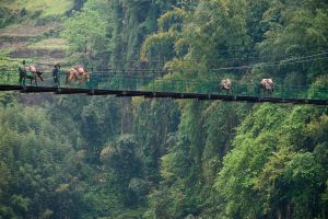 Horses crossing the Nujiang gorge near Fugong over a narrow suspension bridge. © Michael Freeman