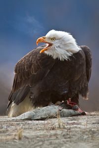 Majestic Bald Eagle
