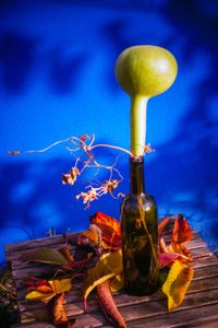 gourd and leaf