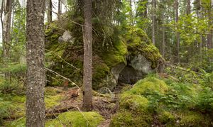 untitled #3 from boreal forest