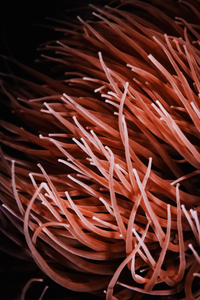 Sea Anemone