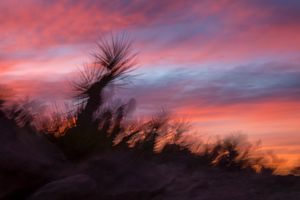 Tuesday, January 30. 2018, 7:26 a.m., Coyote Sunrise.