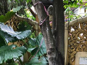 Garden(from the series Torque Too)