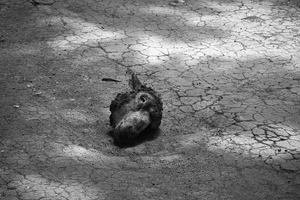 a head.