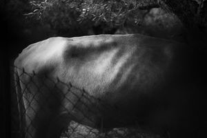 ANIMAL SKIN