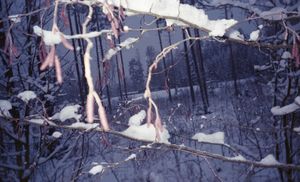 Winterstanders 06