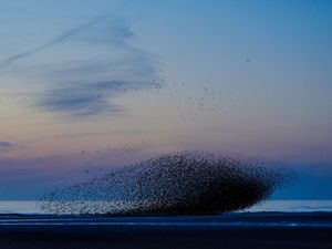 A murmuration of starlings