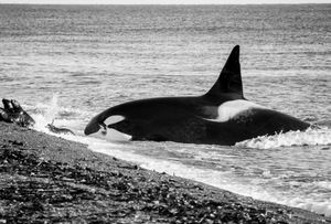Orcas