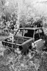 Overgrown    © Darren Nisbett