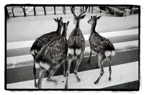 Nara, deers on the crossroad