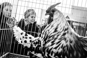 I'm more a hen than a human
