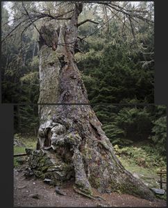 Larix Decidua. about 2200 yrs.