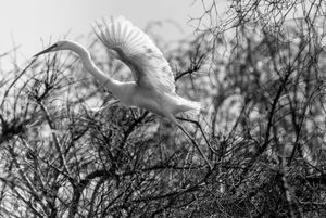Fauna de Buenos Aires