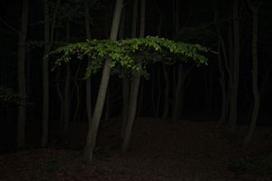Pig hill wood