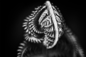 fernfant