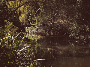 Into the marsh - 45
