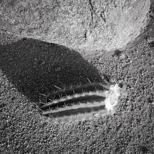 Broken Cactus at Alto Vista, Aruba, 5 28 21, Photo by Joe Bruha