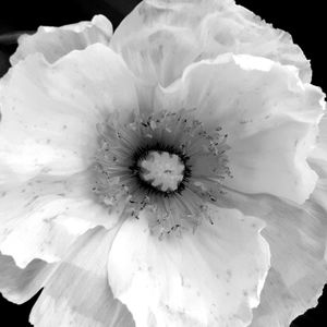 Remembering Georgia o'Keeffe_2