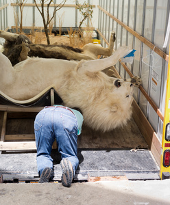 African Lions