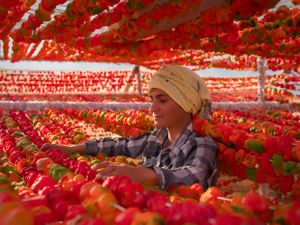 Woman drying pepper