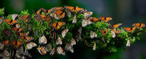 Butterfly Branch