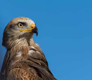 Black Kite