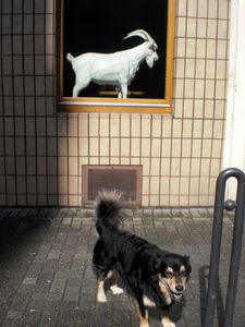 "GHOST GOAT" or "Goat to Nowhere?" "Auf ewig gescheiterte Geißheilung?"