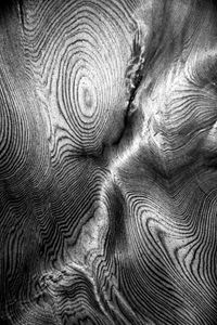 Tree Stories 2