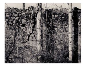 Subterranean Horse, China Camp, Ca