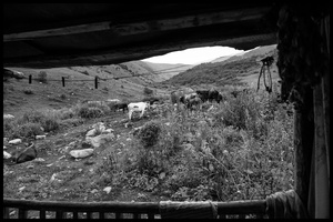 The cows are led to the mountain pastures.